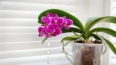 Zázrak pro orchideje, které několik měsíců nekvetly: jednoduchý způsob, jak je přimět znovu bohatě kvést.