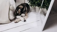 Málokdo ví, proč se psi nepoznávají v zrcadle