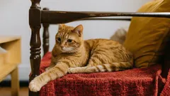 10 důvodů, proč byste si měli pořídit kočku