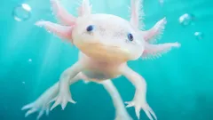 Skutečný domácí drak, který regeneruje svůj mozek a nikdy nestárne