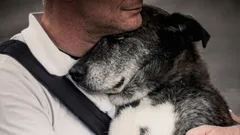 Vzpomene si pes po letech odloučení na svého páníčka?