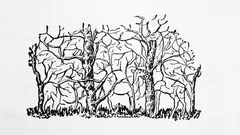 První zvíře, které na obrázku uvidíte, odhalí podstatu vaší osobnosti