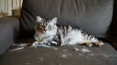 Bez vysavače a válečku: Jak se zbavit kočičích chlupů za méně než 5 minut