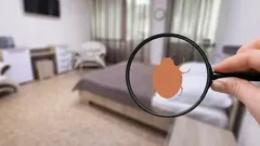 Jak se zbavit štěnic: Opravdu účinné domácí prostředky