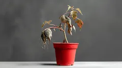 Jednoduchý domácí způsob, jak oživit uvadající rostliny – 3 ingredience, které už máte v kuchyni