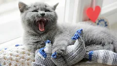 Proč kočka chodí po domě a mňouká: Co se vám tím snaží říct?