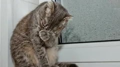 Pláčou kočky stejně jako lidé? Co ve skutečnosti znamenají jejich uplakané oči?