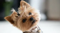 Proč psi naklánějí hlavu, když na ně mluvíte, podle trenérů a vědeckých poznatků