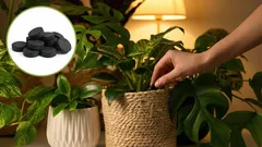 Oživte jakoukoli květinu: levné hnojivo pro rostliny na bázi aktivního uhlí